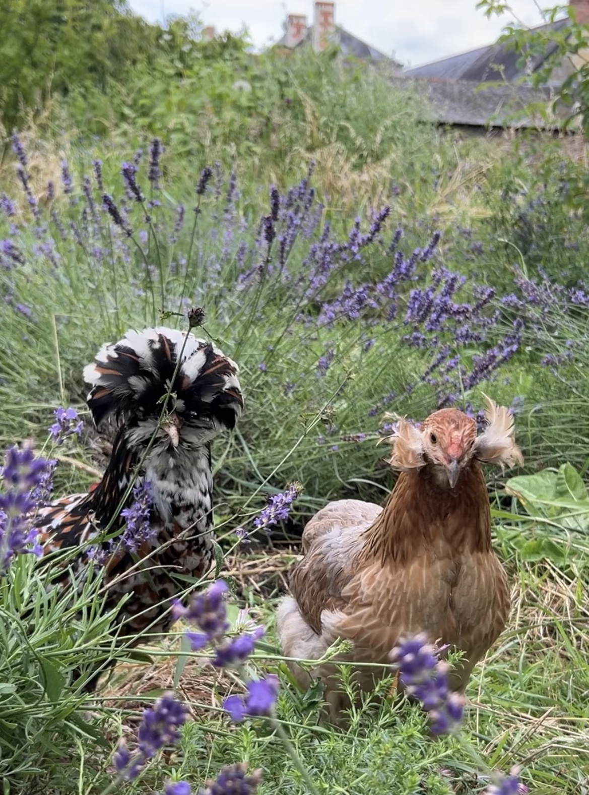 auxiliaires du jardin des tisanes